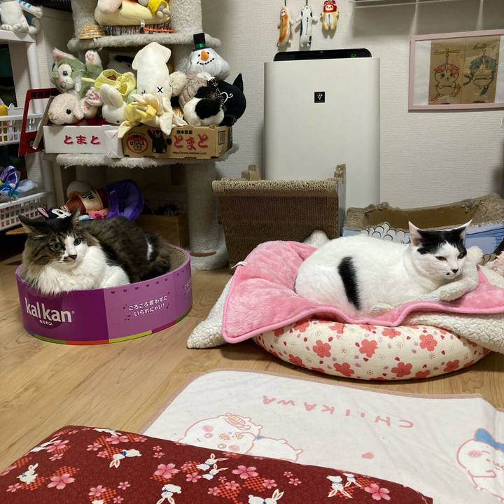 681a716f 0a7b 42fa 83c3 d80d6074cf18 1760215602364