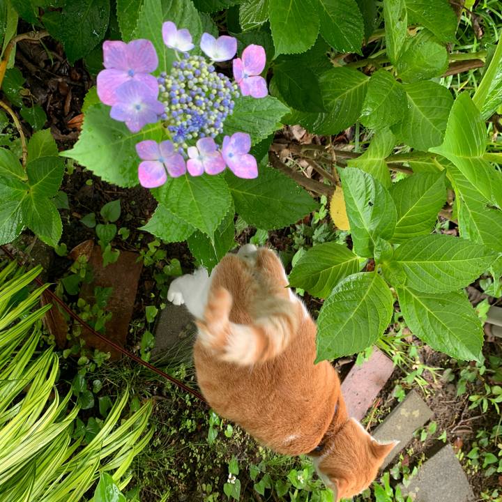 681b0511 c447 4688 90cb b1146c9009ff 1594108898200