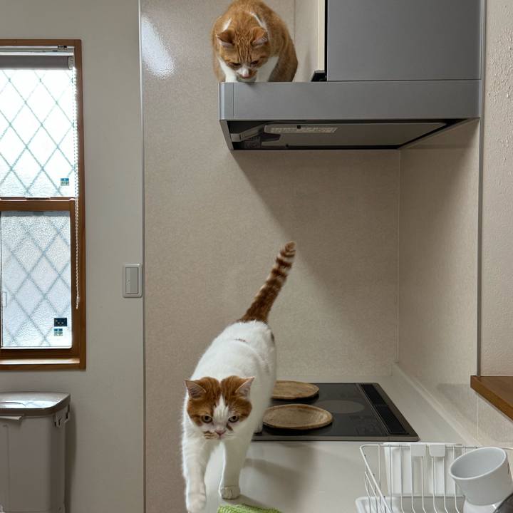 681c67b8 79c5 418c 92f2 2cc51b1c6dd0 1761186662058