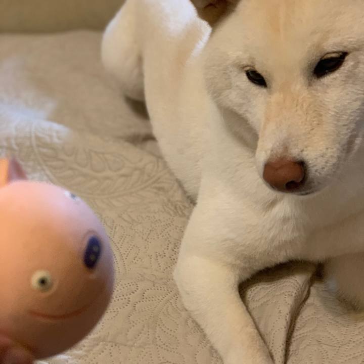 681cdd4d 96cb 41d0 8b89 2c024ec3c172 1556079117074