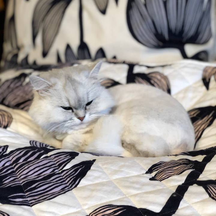 681ce077 b74a 4296 b3b9 37097a48e8bb 1589279296306