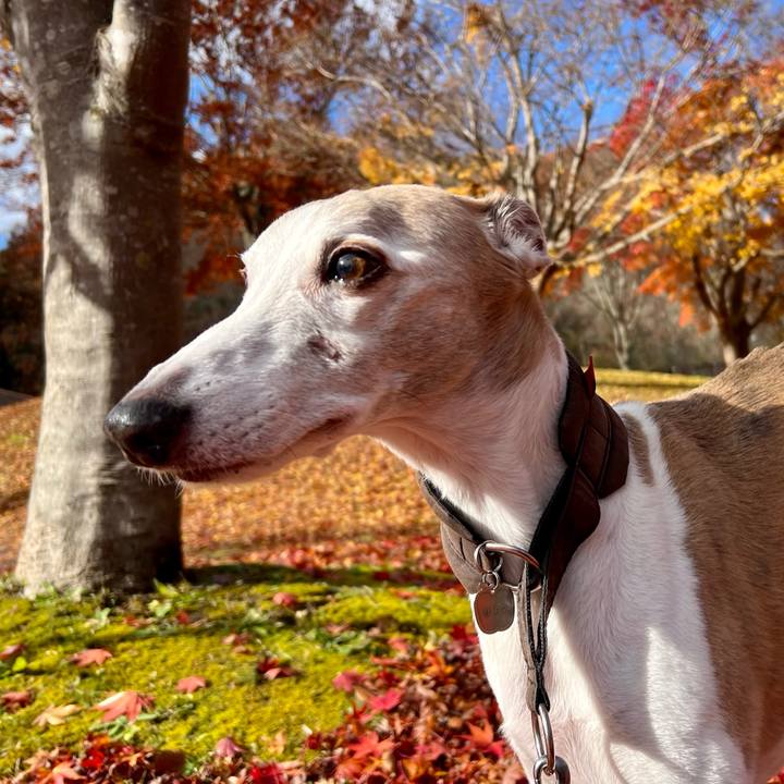 681d9028 dfc0 4aa0 9440 239e06a158f9 1762936528193