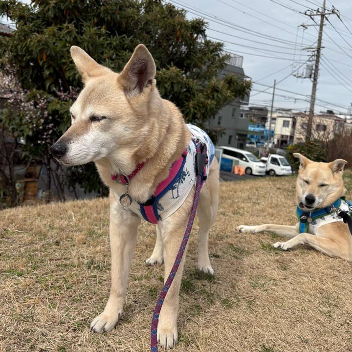 68200045 9596 428f 987b b66ae9ef0f52 1772186337051