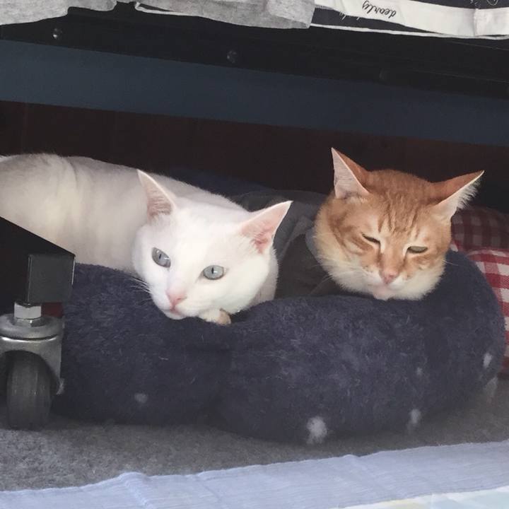 68207786 49f1 4772 a5cc e03d1c5b21e9 1535898642381