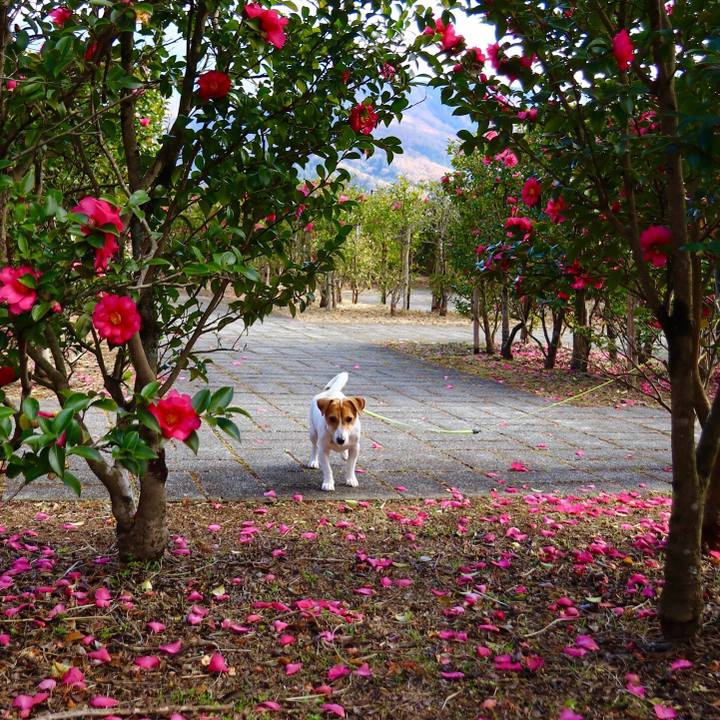 682446f2 f877 4b6e a37b 3fd4e918ebaa 1544269427116