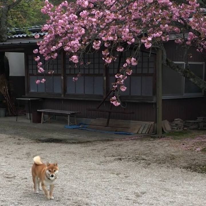 68254dba 3da2 4d71 9b54 65ad6760cf13 1523269372146