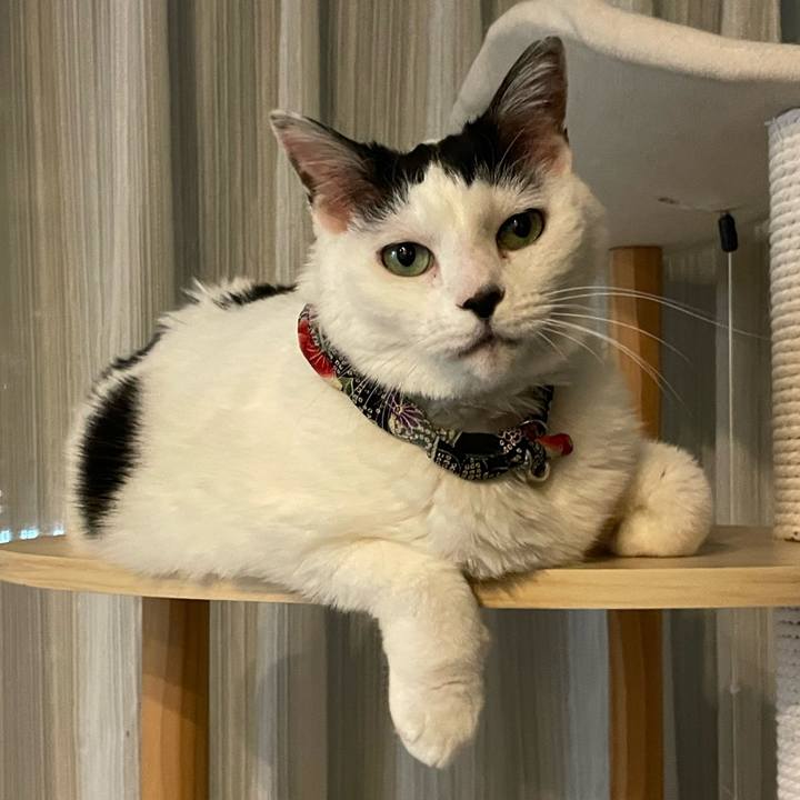 682612e7 950a 4934 8783 6f48e10fd1df 1746191980004