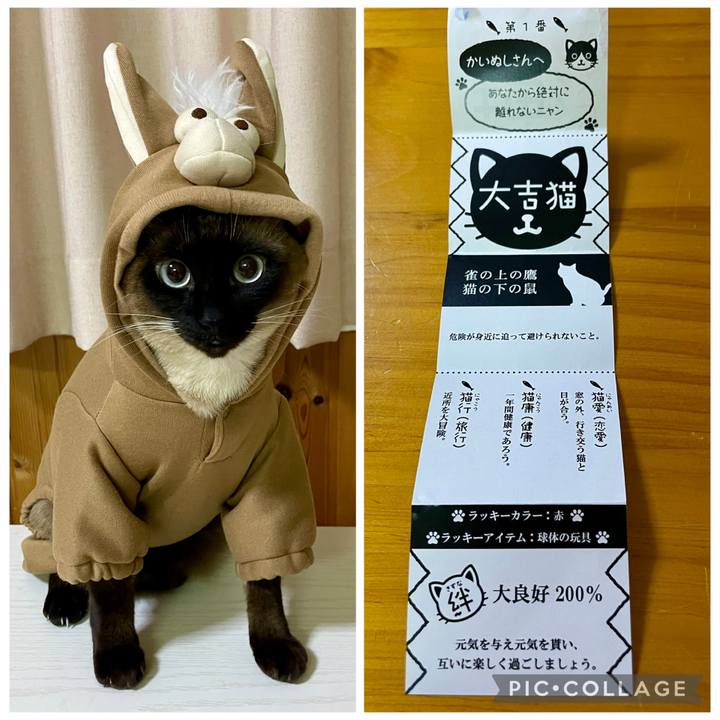 6826437a afcf 4a1d ae46 2893c85d2285 1767818524193