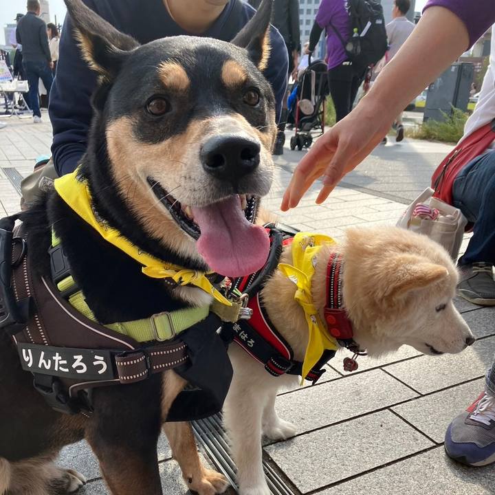 682ad918 5d77 4c13 837e 4445b760ad08 1699289962598