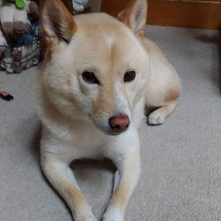 682b1f46 495e 4c7d 84a8 c37f64a23ece 1589587364903