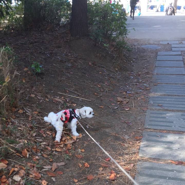 682c4525 b519 49df adef 5ba97b4e275d 1512219353315