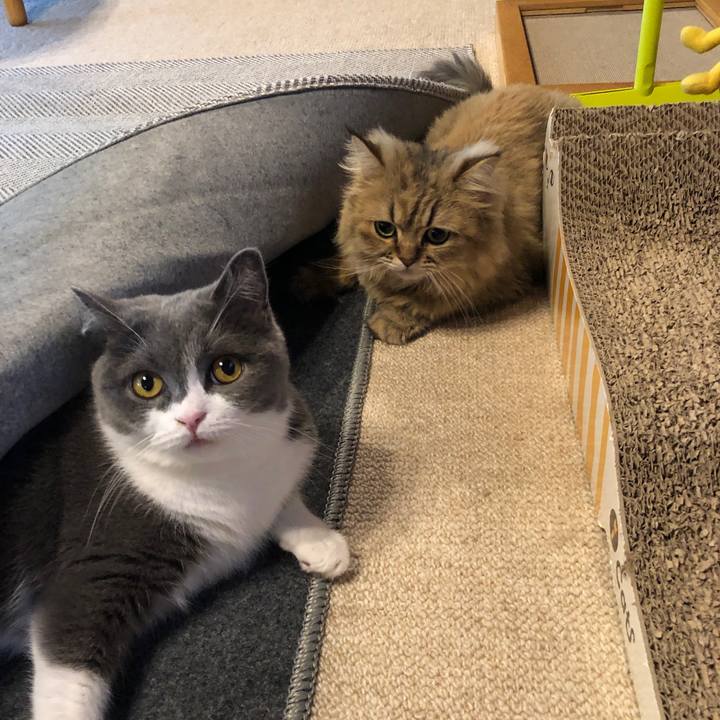 682d47a7 e306 41f3 8605 7a0c05bdc0f1 1564101441839