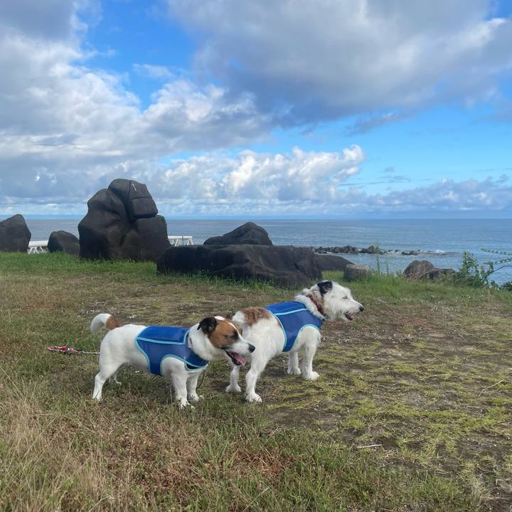 6830d004 7557 486c 8085 ed619e2e7326 1723675985699