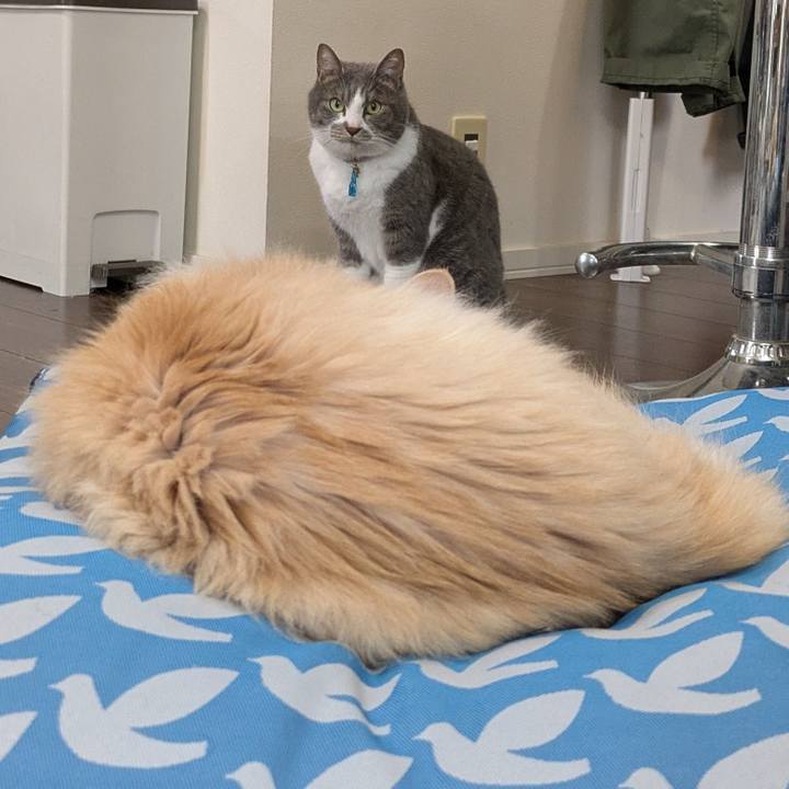 6831555a 7824 4f3f 8178 add1c84cc218 1748143066511