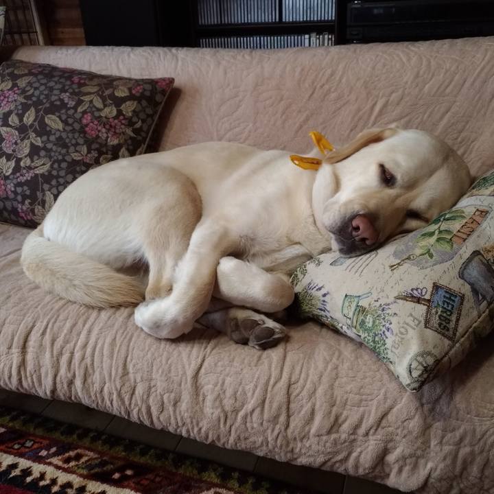 68323577 6e40 43e2 8891 3bb79238904f 1555929316393