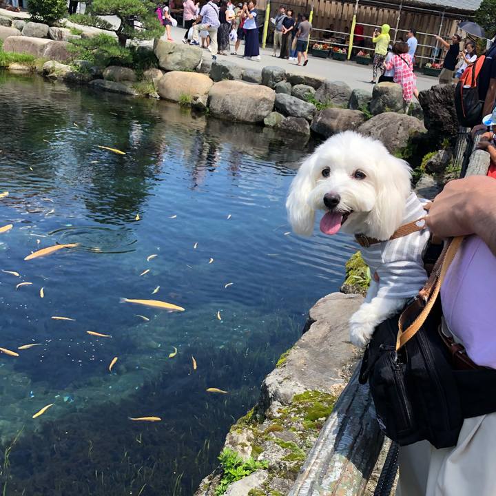 683448ac 5fe4 45b7 b79f 1fdc364d736c 1533210659786