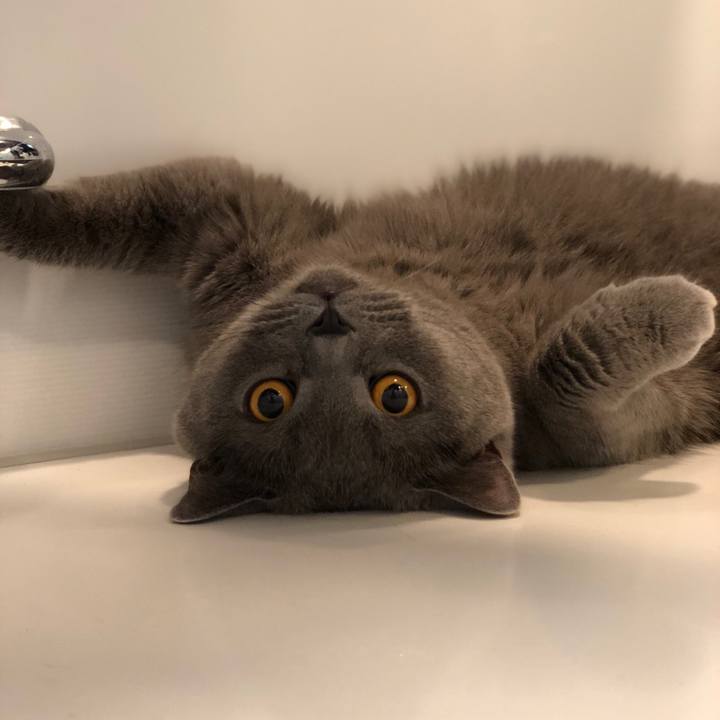 68393416 1d60 4caa 99f9 5c78ebd84f4c 1512740162957