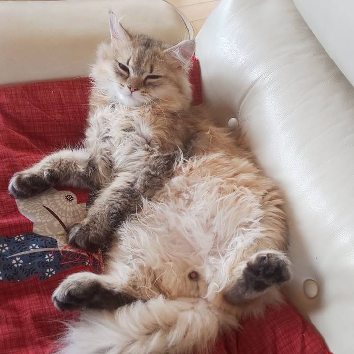 683c30d3 a1d8 4319 89be d30a2661e698 1563341080198