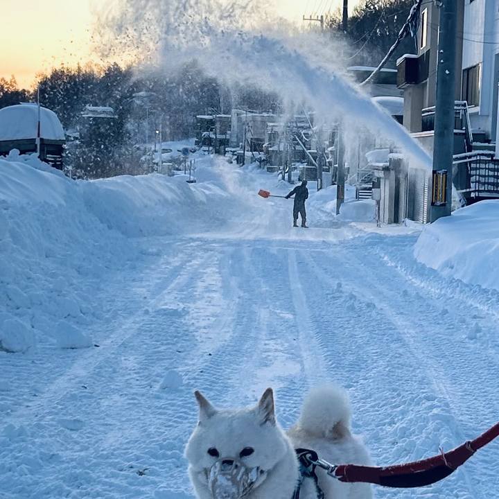 683e54bf 6c53 4636 ad3a a073b28b750b 1737158795299