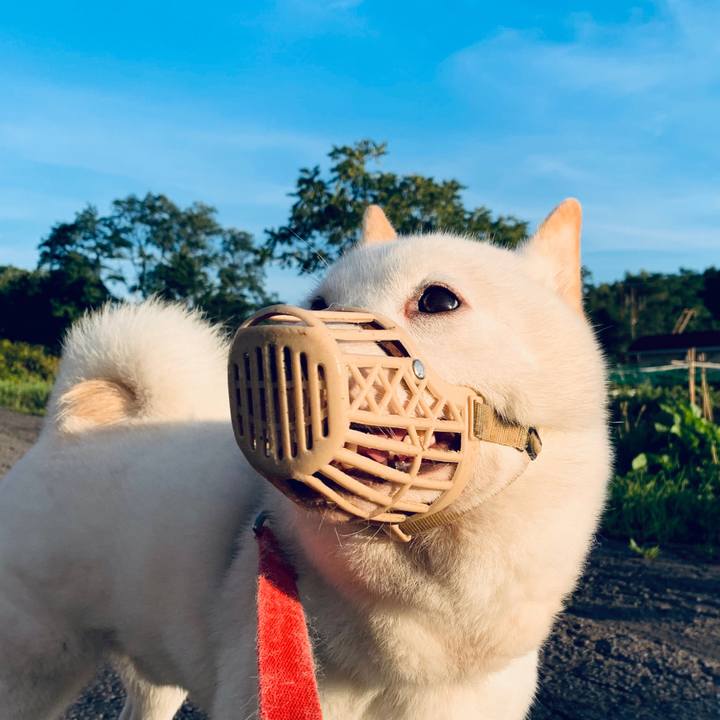 683e5e03 8f4a 4b49 993e 792f8339fb59 1599082523979