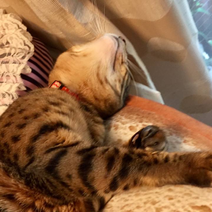 683e87a1 4f72 48ed a278 bed665ee7d1d 1531033275160