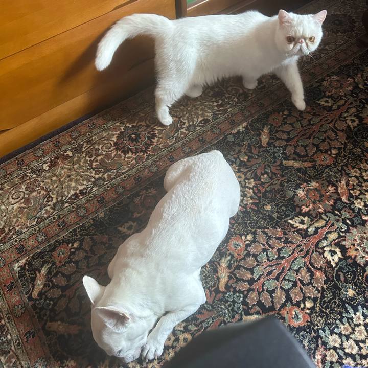 683eabf2 3709 4eca 8f58 9216fea41da2 1721868193036