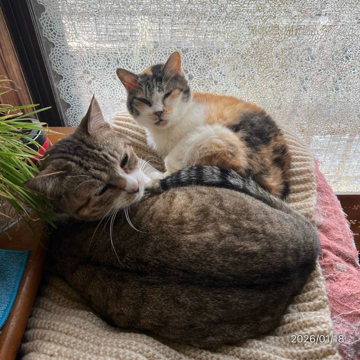 683f0774 4fa4 4096 b497 ddf37065b6ac 1768699516820