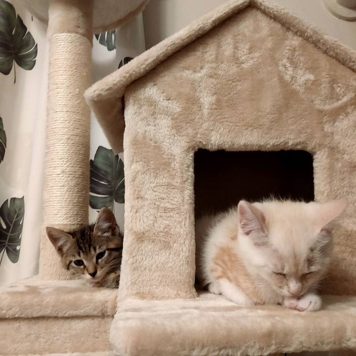 68415c3a b3b3 4461 a941 ddf5763ae36b 1624110285006