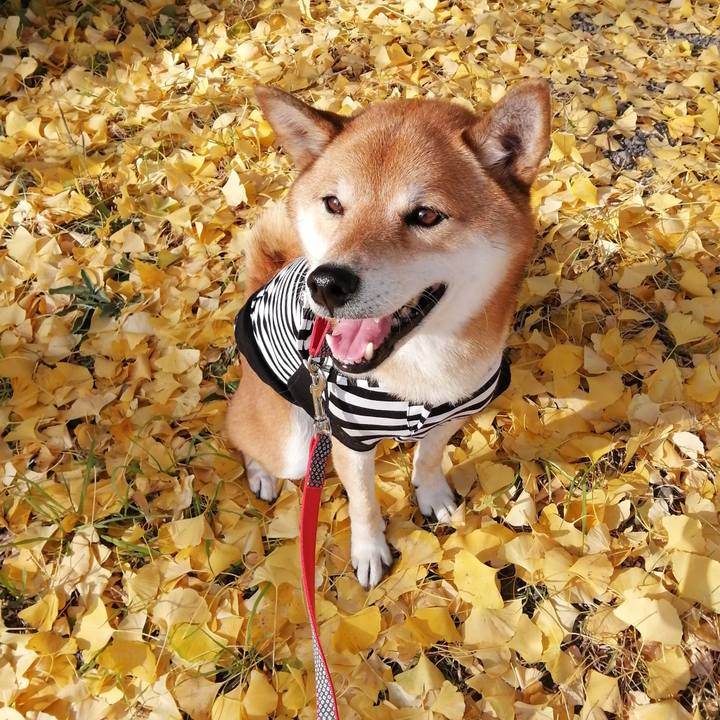 68420a23 f424 4e66 8c77 4e0a904a880e 1606104425528