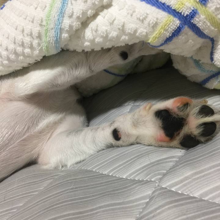 68423035 2161 499e aecb 16362869a3d4 1534431322542