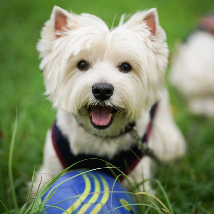 68429e11 c517 4b62 8fd4 8cf8a8dc34df 1534762940937