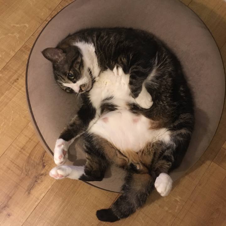 684494d3 1d5f 4148 9e36 bbbd6260dadf 1546734869710