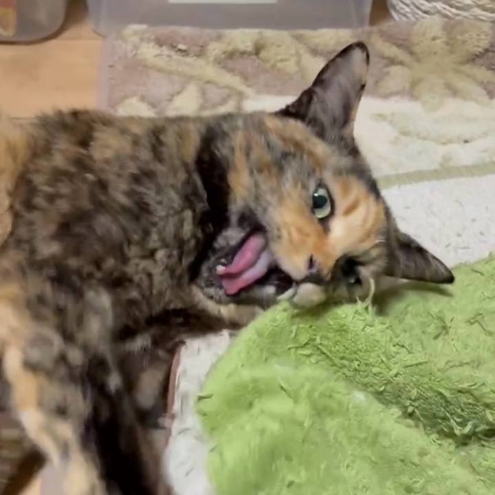 6844eca0 86b4 44ca aa22 6b48894a20a2 1772223864886