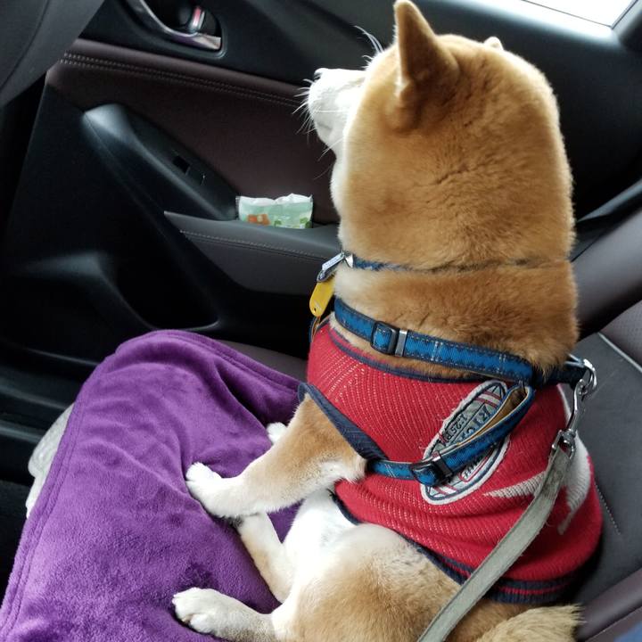 68457673 ef72 4542 bc85 6ce075fa43ab 1552792661124