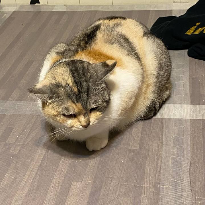 68483141 7749 4916 adf6 89cfc437257c 1616157226337