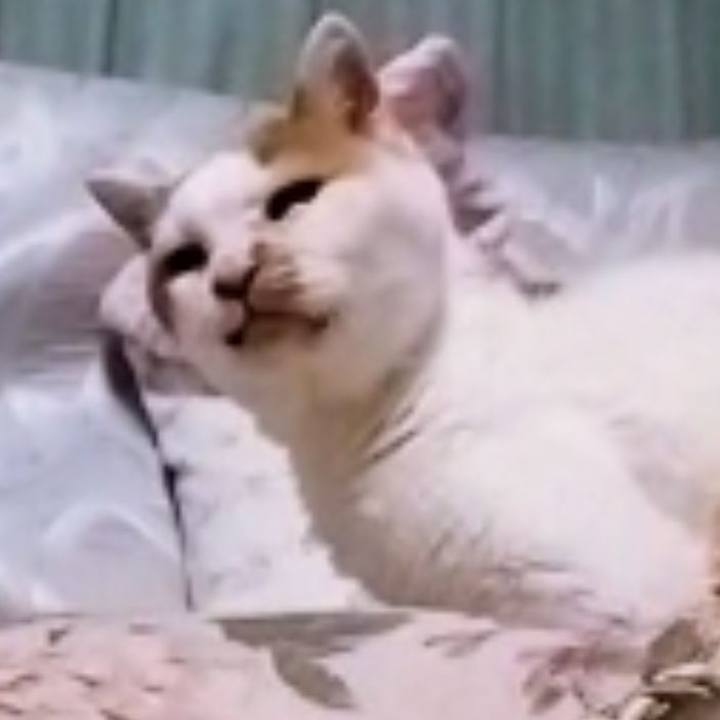 6848c929 3985 458f 9b82 783de3bd4a7c 1617446385183