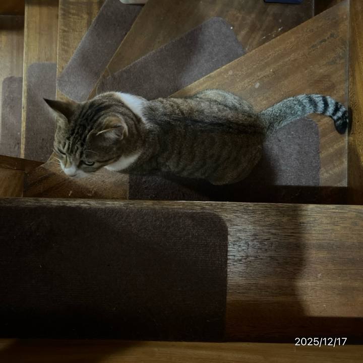 68495873 70a5 48f7 9779 e59edbbab89c 1765922995163