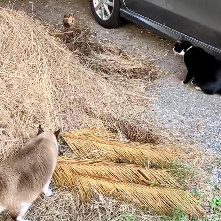 684e7352 ca5e 419b a89d 74d976b2aa59 1732000818668