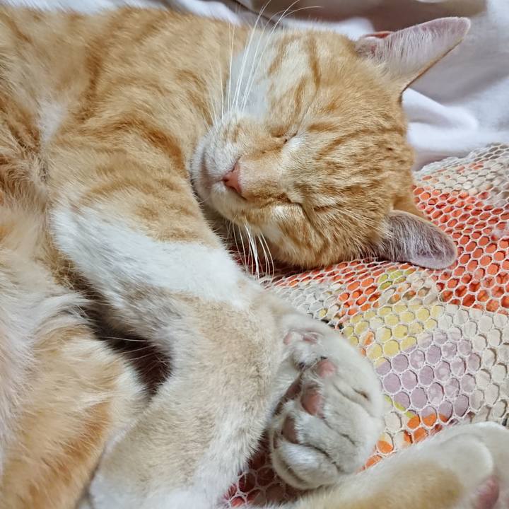 684e8003 46fa 418d 9757 1582b659a294 1591621255741