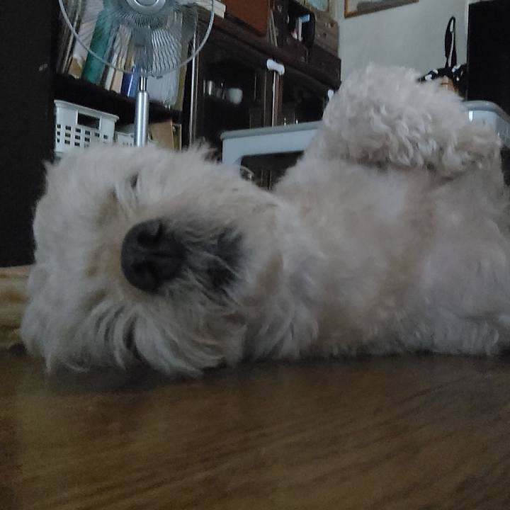 684ea3af f01e 4ada ba26 9ead132a82be 1629261373262