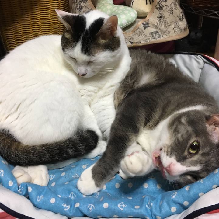 684ec8a8 518b 4bb4 b73e 92ac48812725 1533645032596