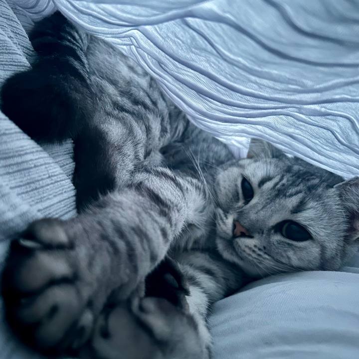 6850a4e4 269a 4401 939d ac8de038c5ed 1729381564098