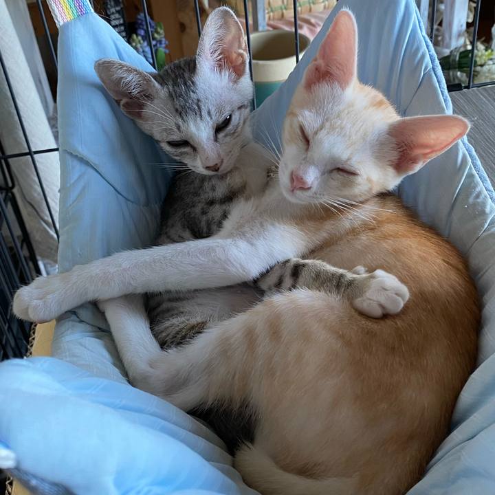 6850bc26 201f 4a1e baab 2f156097c7b2 1721466386375