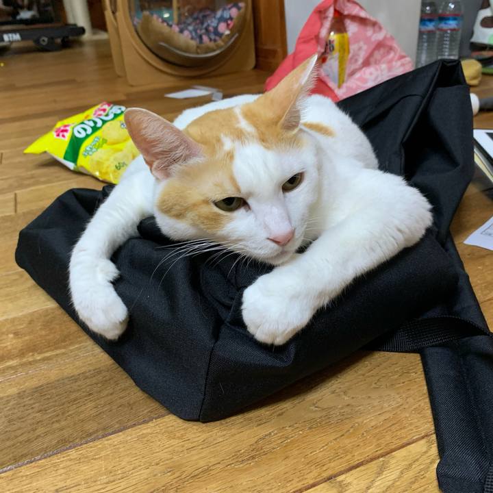 68510c0d 1e8a 4d94 a4b8 0e4d21244e4e 1634472265489