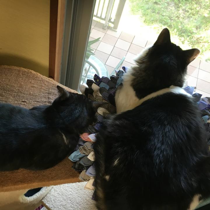 68518093 e4d9 411a 808c 602ce4651be1 1560755265416