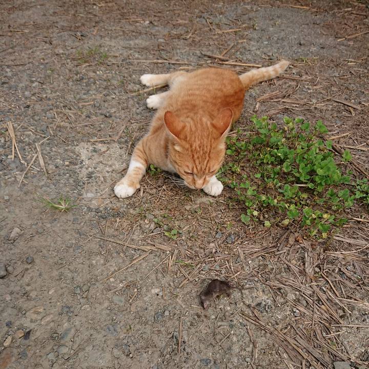 6851db74 2ec9 4b83 9ce7 5e88e083be61 1596498168733