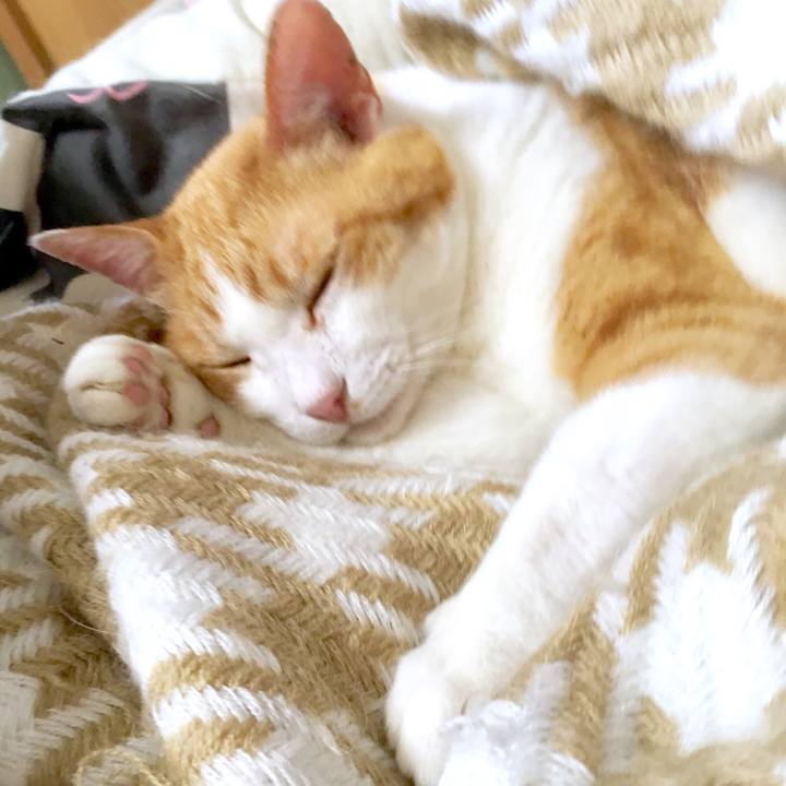 68550a97 a151 4254 8535 8a6a4cf7f373 1561866186402