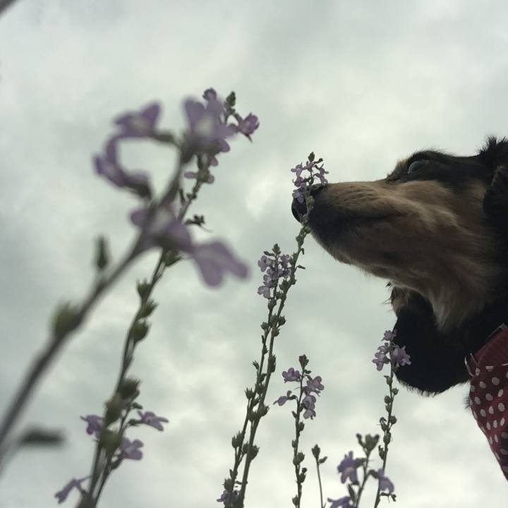 6857be76 d2df 435b a53f 49f15e2aca44 1525220506837