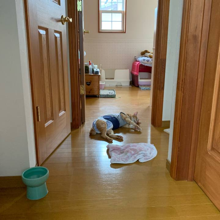 68584288 a434 4ae8 b908 36625cd5df9a 1631831648714