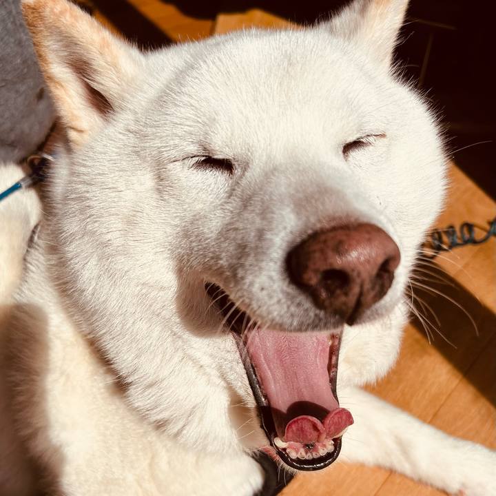 68595b29 2190 479c 9ed8 6b6dc5302745 1711082448524